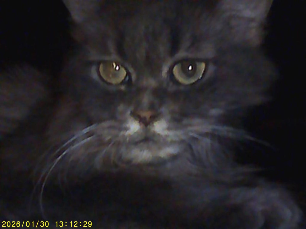 Pink Digicam