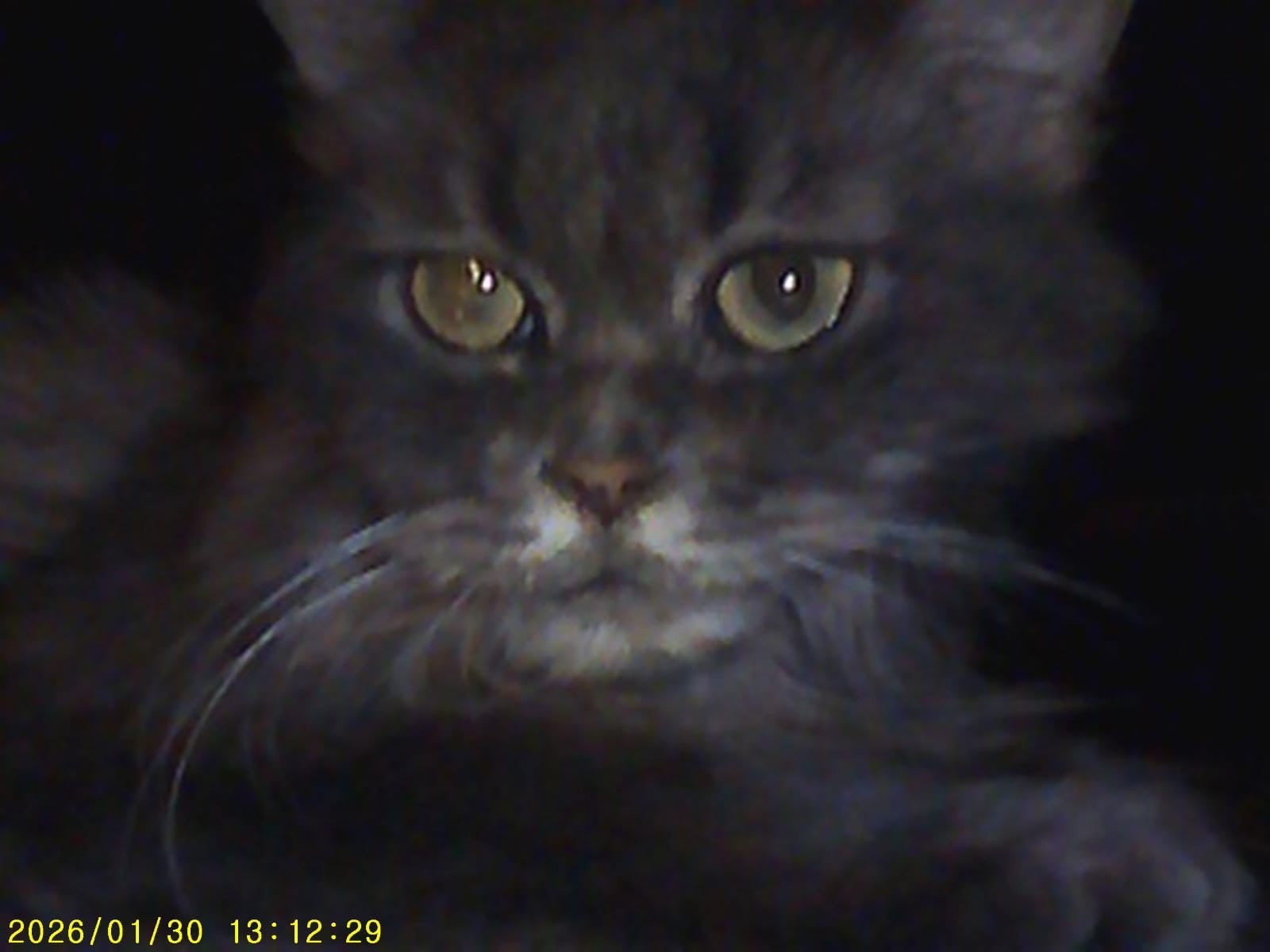 Pink Digicam