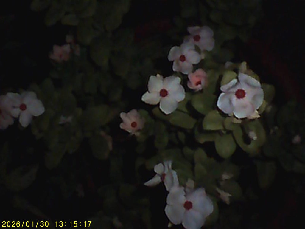 Pink Digicam