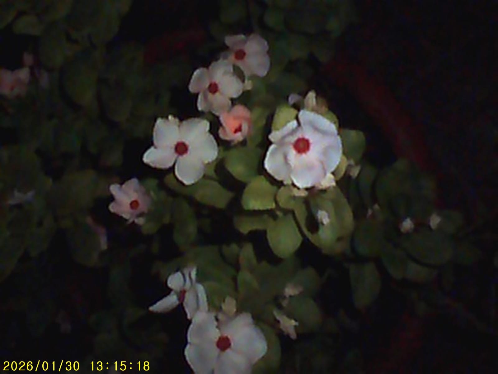 Pink Digicam