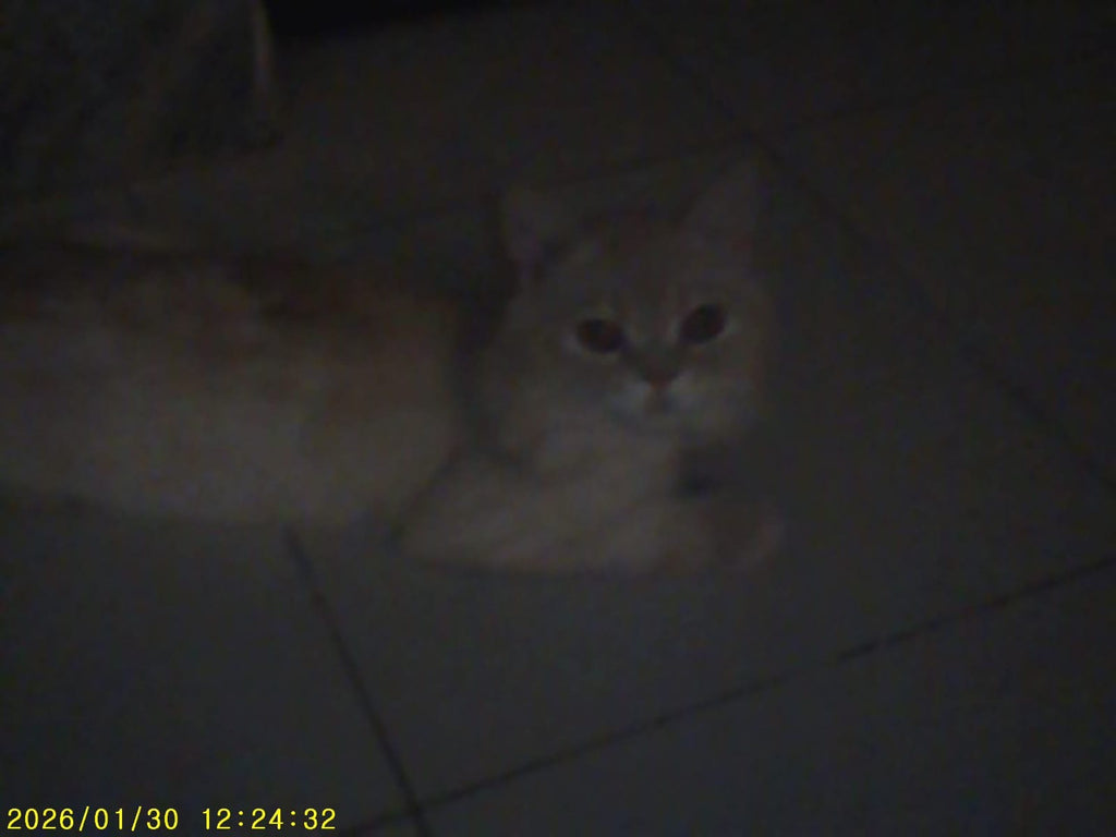 Pink Digicam